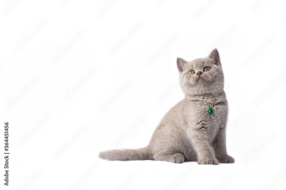 British Shorthair lilac cat, cute and beautiful kitten, sitting on a white background, full view looking to the top.