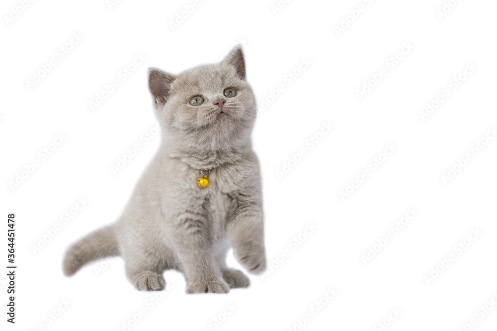 Obraz premium British Shorthair lilac cat, cute and beautiful kitten, playful action on a white background, full view looking to the top