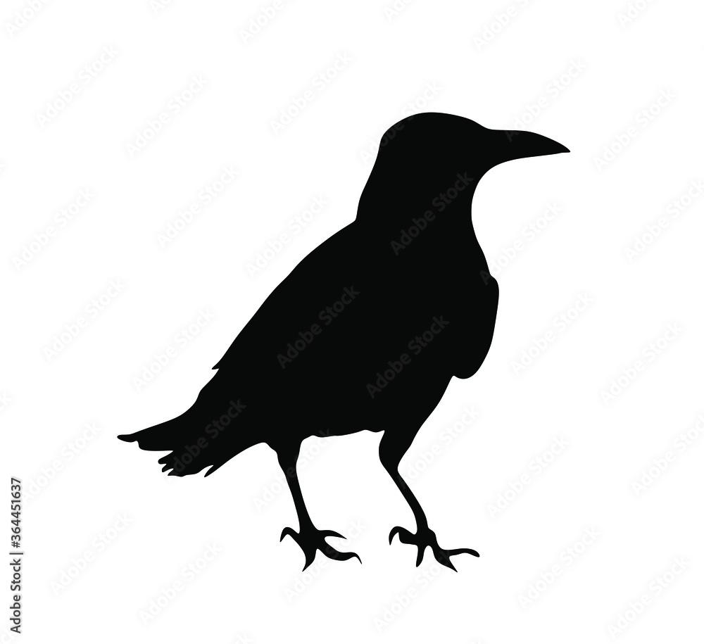 Crow vector silhouette isolated on white background. Black bird raven symbol. Crow vector silhouette isolated on white background. Black bird raven symbol.