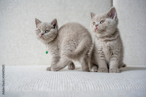 Two British shorthair cats, two lilac color are playing naughty, have fun on the white cushion, purebred childhood kittens, cute and beautiful.