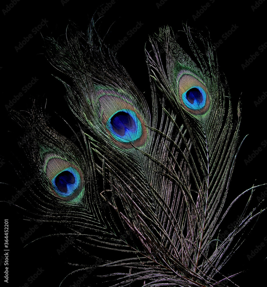 Obraz premium Pattern of peacock feathers on a black background