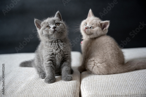 British shorthair cats, lilac and blue color, playing naughty fun on a white cushion, purebred childhood kittens, cute and beautiful © Lowpower