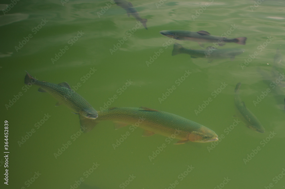 trout in a mountain lake trout in a mountain lake