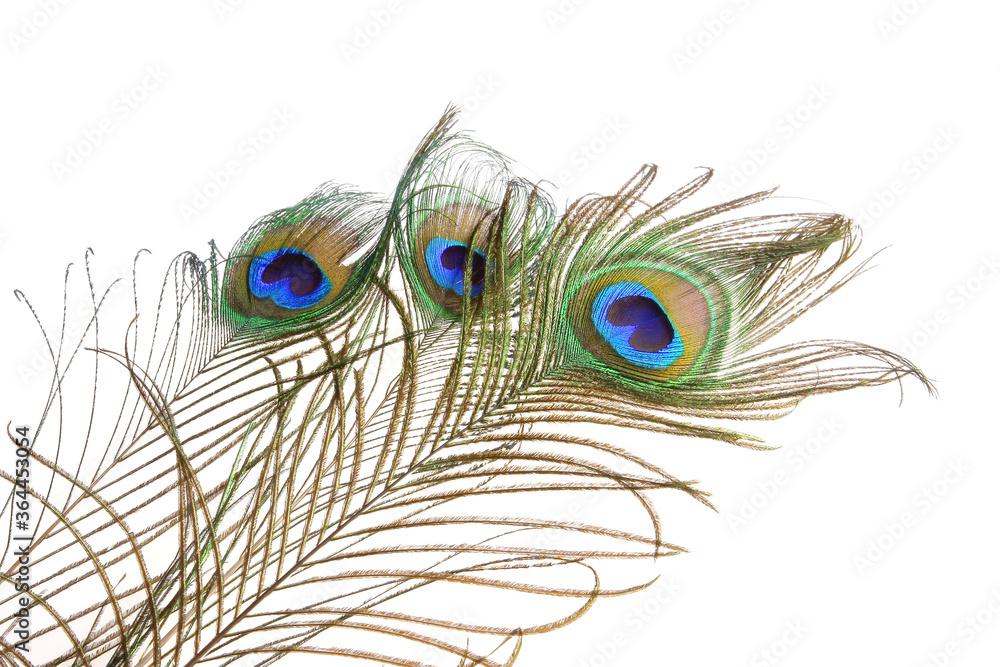 Fototapeta premium Peacock feathers on a white background. Isolated