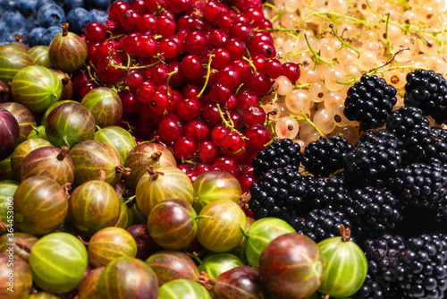 Gooseberries, blueberries, mulberry, raspberries, white and red currants.