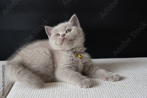 British Shorthair lilac cat, cute and beautiful kitten, sitting on a white cushion on a black background, playing naughty and looking up.