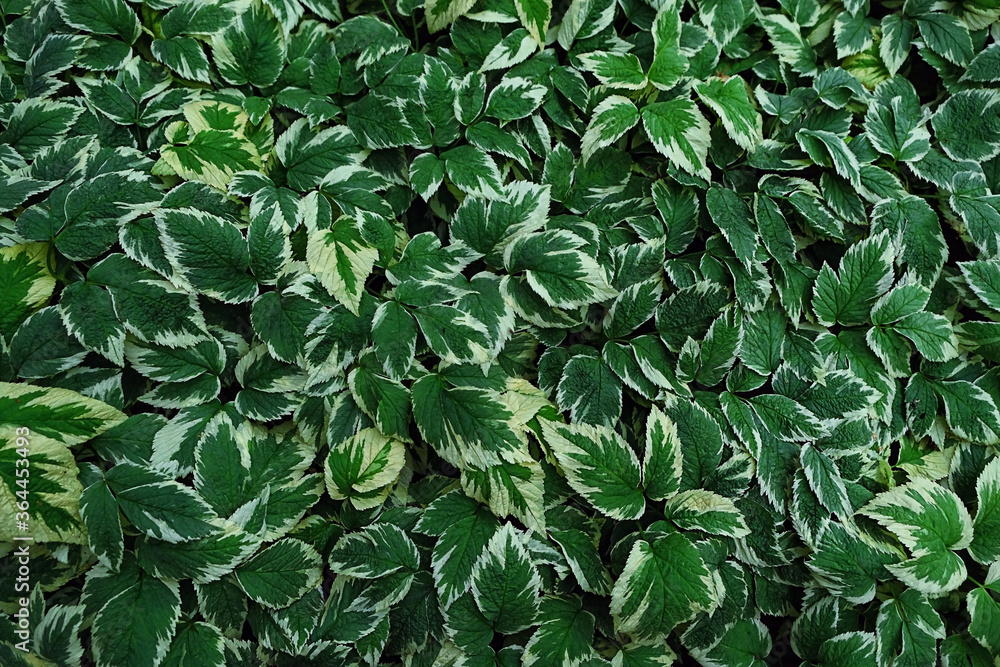 fresh green leaves, abstrac nature background. template for design fresh green leaves, abstrac nature background. template for design