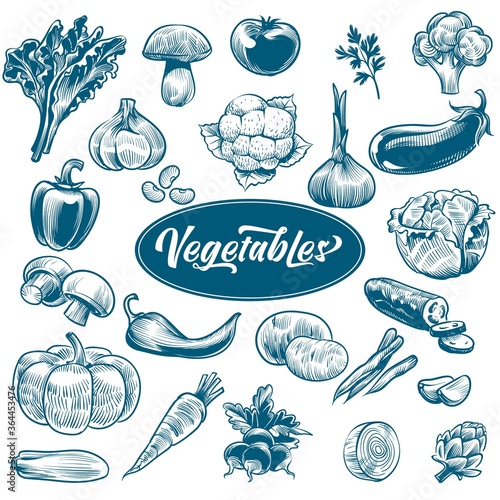 Chalk drawing of vegetables. Various vintage hand drawn vegetable with text, organic carrots broccoli eggplant, cabbage and mushroom, farming. Sketch style vector set