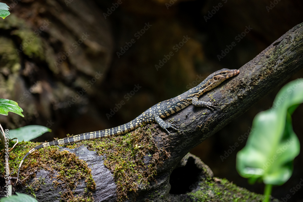 Obraz premium Close up Varanus salvator is a reptile in South Asia. The skin is covered with convex scales. Perched on a tree in a moist forest with trees and moss.