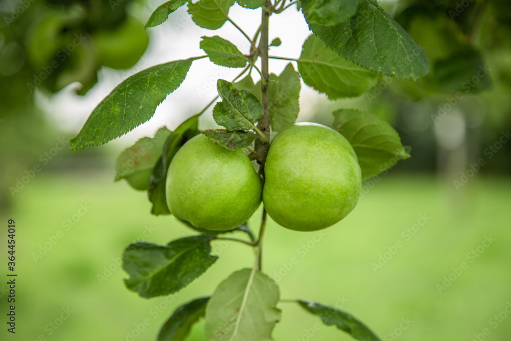 two ripe green apple fruits hanging on tree ready to pick