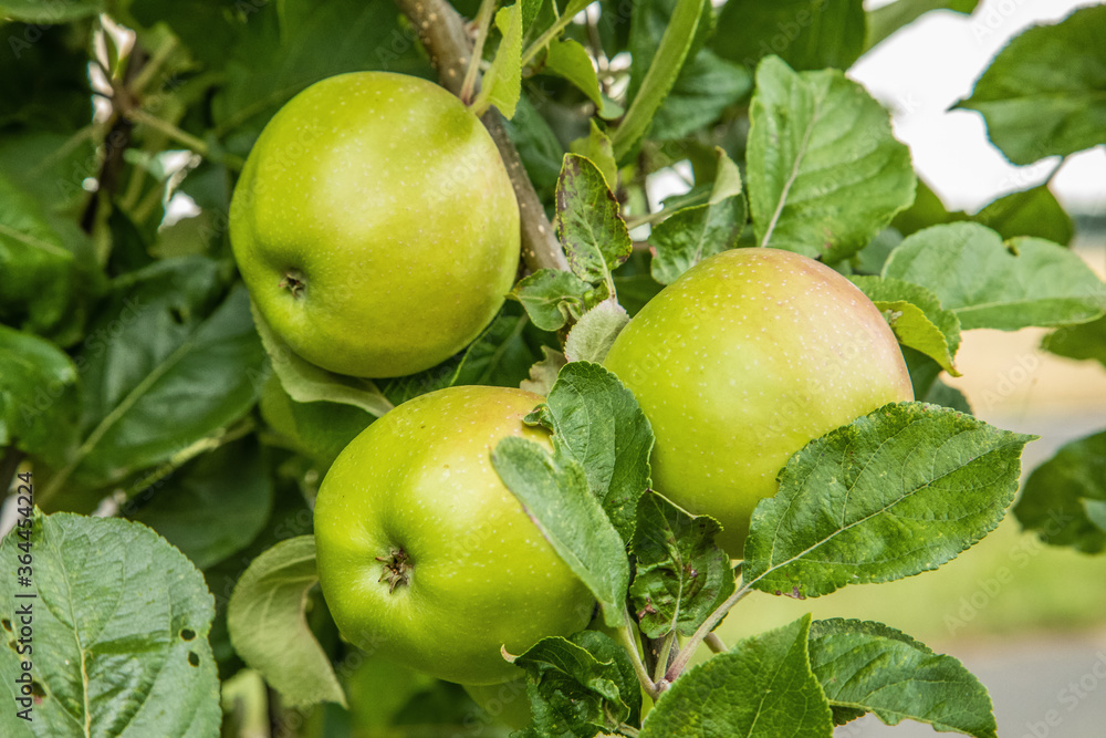 three ripe green apple fruits hanging on tree ready to pick three ripe green apple fruits hanging on tree ready to pick
