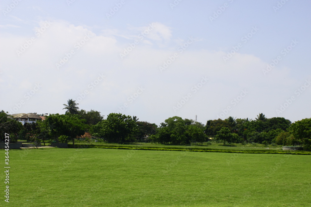 green grass and blue sky - Wallpaper/Background
