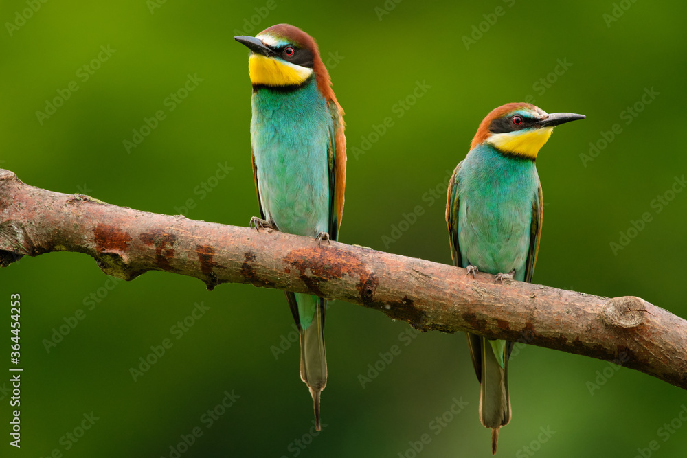 Obraz premium European Bee-Eater - Merops Apiaster on a branch , exotic colorful migratory bird