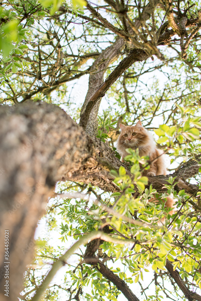 Fototapeta premium Cute cat is lying on the tree ,Little kitten on a branch ,Cute pets have ginger color on a natural green background.