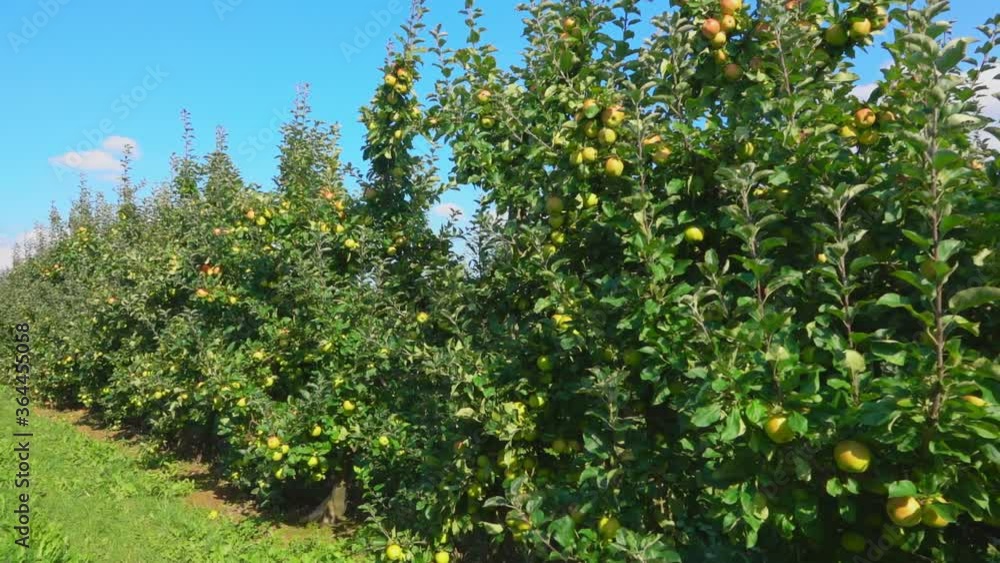 Panorama of the beautiful green apple trees in the orchard on the sunny summer day Panorama of the beautiful green apple trees in the orchard on the sunny summer day