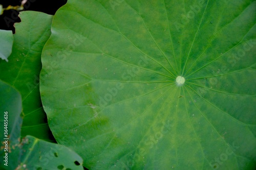 lotus leaf 