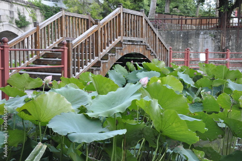 Lotus pond and wooden bridge