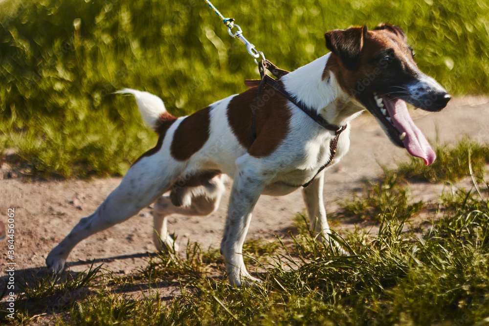 jack russell terrier