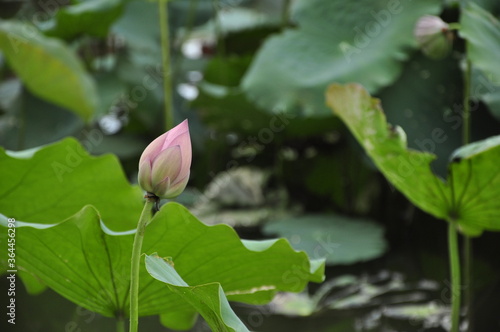 lotus in virgin