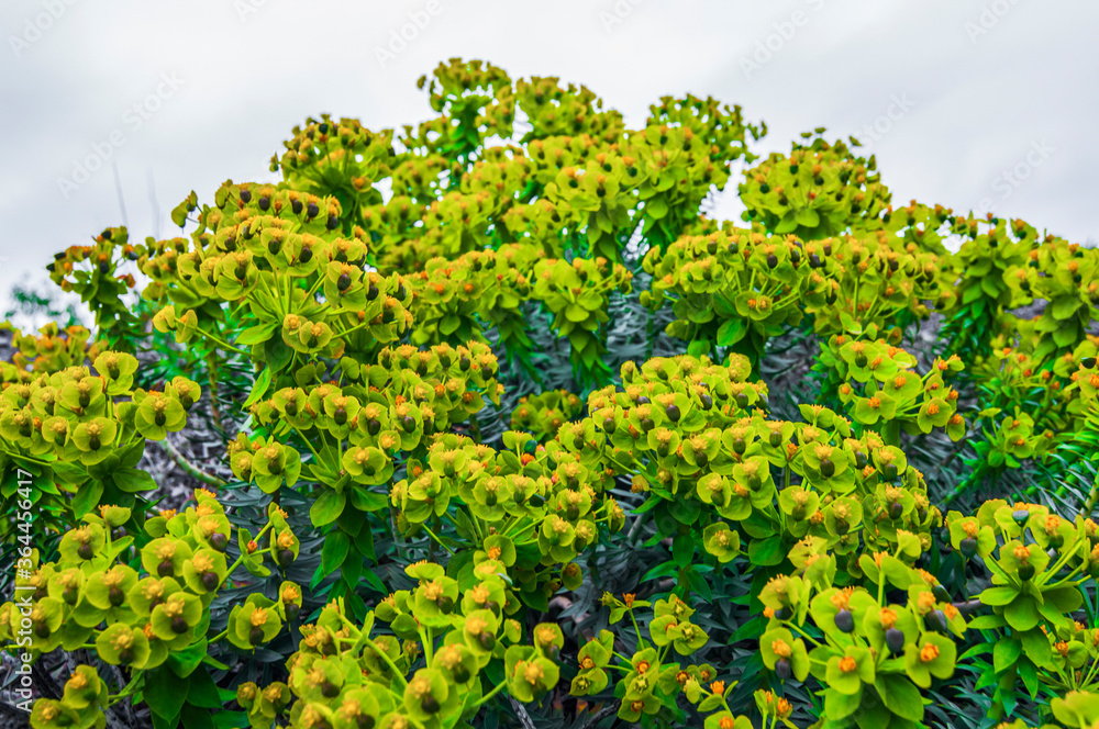 Flowering bush close-up