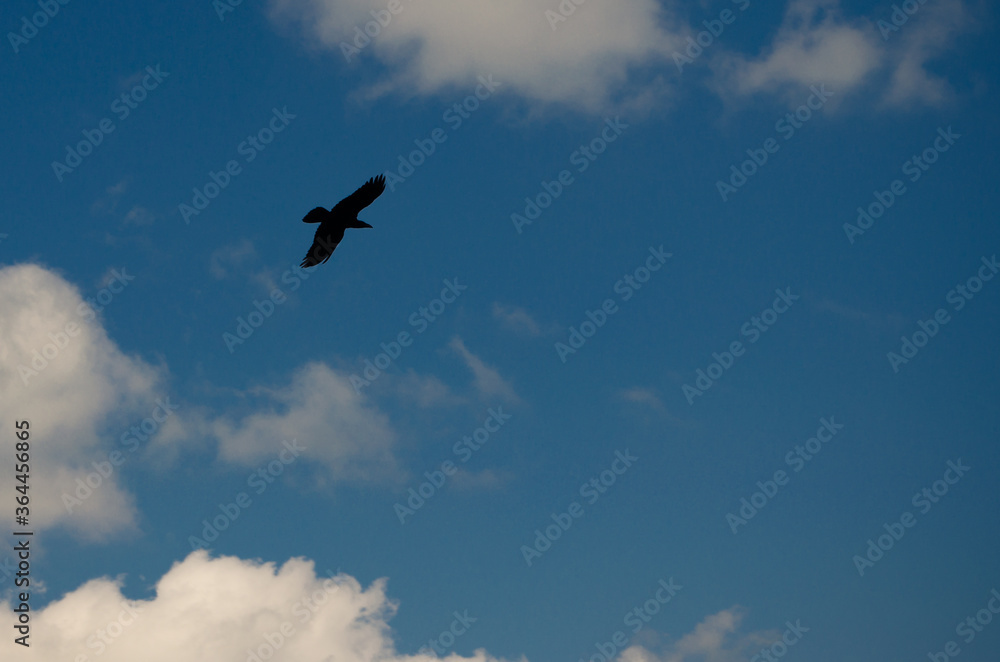 eagle in the sky eagle in the sky