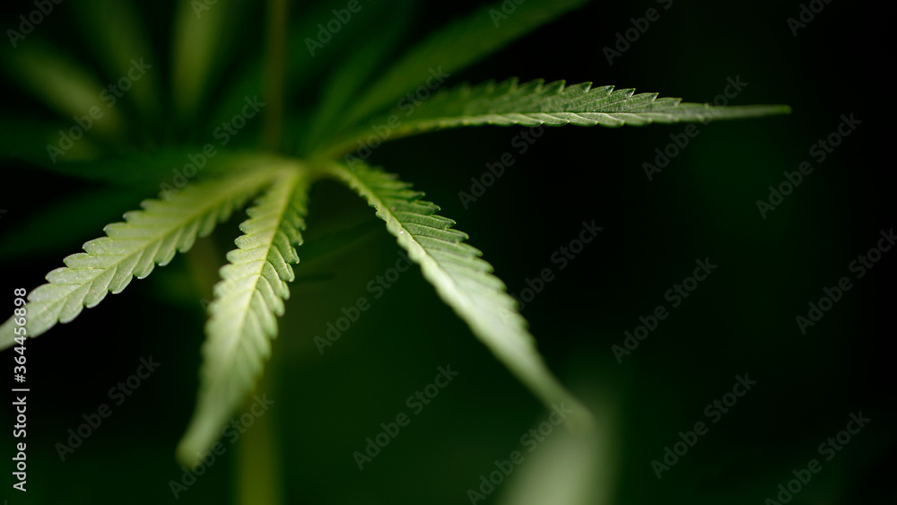 A large leaf of hemp in the sun.Openwork leaf under the sun.Green almighty.Green leaves glow in the sun.The backlit, evening light hemp leaves. A large leaf of hemp in the sun.Openwork leaf under the sun.Green almighty.Green leaves glow in the sun.The backlit, evening light hemp leaves.