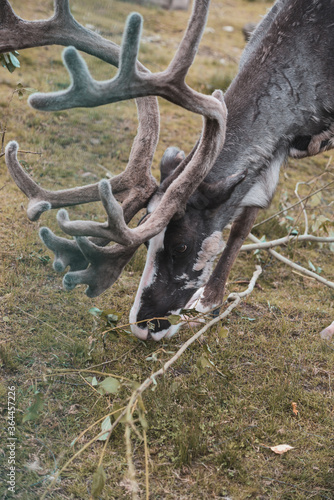 deer in the forest