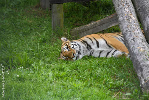 tiger in the zoo