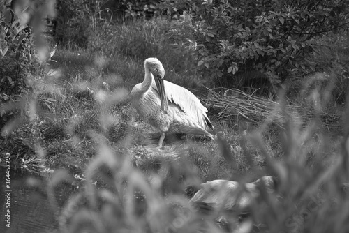 pelican