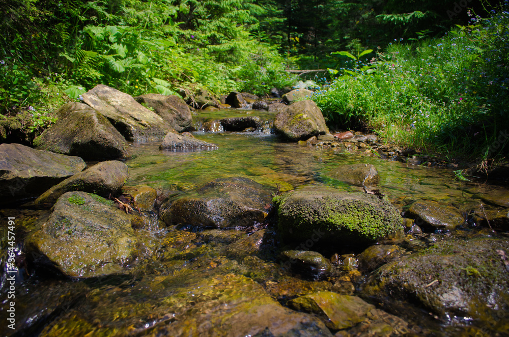 small stream in the forest