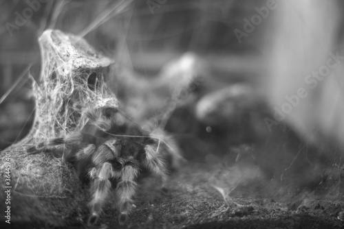 huge spider