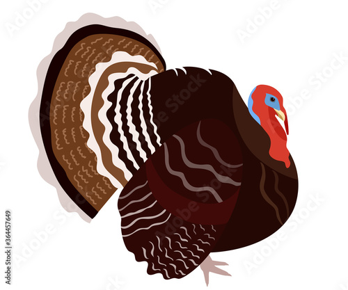 Turkey bird isolated on white background, vector illustration of turkeycock in flat style