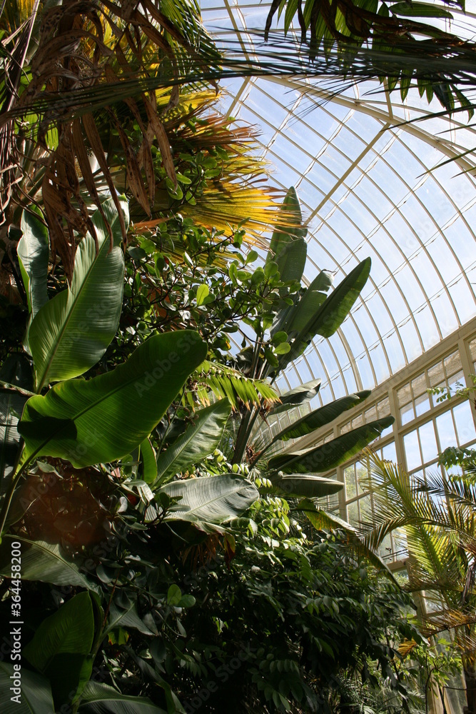 Fototapeta premium palm tree in the tropical garden