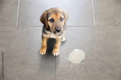 Dog vomit in the living room on the floor, sick dog vomitted to cure itself closeup