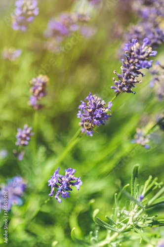 The bee pollinates the lavender flowers. Plant decay with insects.