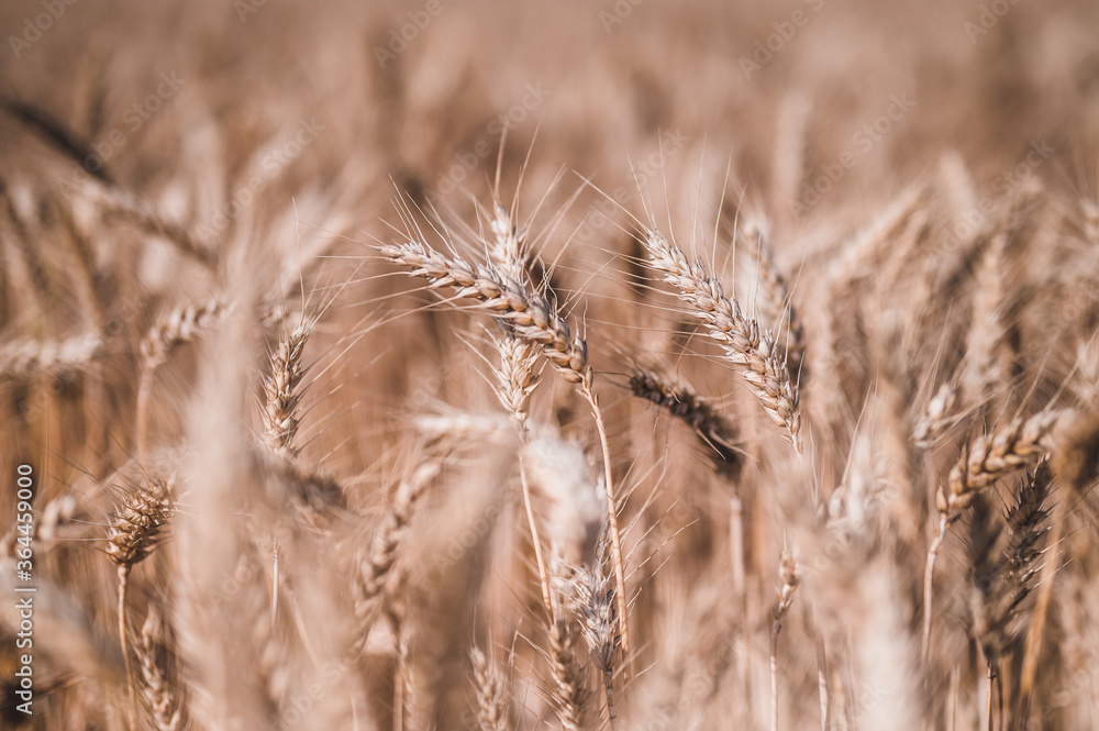 Fototapeta premium Summer grain field. Grain closeup. Summer grain and blue sky in background.
