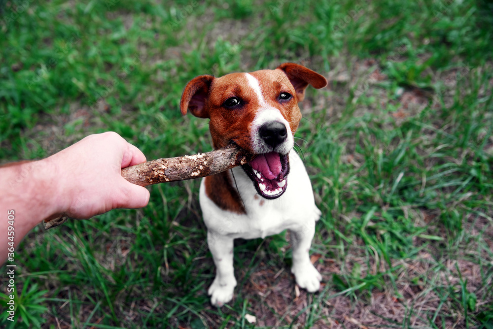 Dog biting stick. Close up of a dog biting a stick. Chewing the stick.