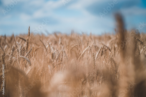 Summer grain field. Grain closeup. Summer grain and blue sky in background.