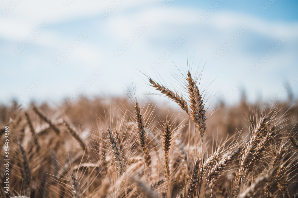 Fototapeta premium Summer grain field. Grain closeup. Summer grain and blue sky in background.