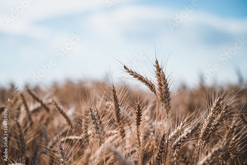 Summer grain field. Grain closeup. Summer grain and blue sky in background.