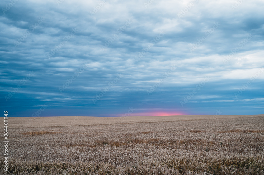 Sunset over the grain field. Summer grain field. Dark clouds over the field.