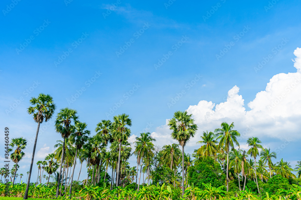 Sugar Palm tree, coconut tree in the orchard with blue sky Beautiful daytime Sugar Palm tree, coconut tree in the orchard with blue sky Beautiful daytime