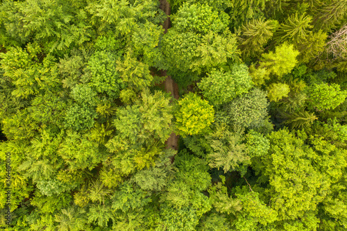 Aerial view of forest