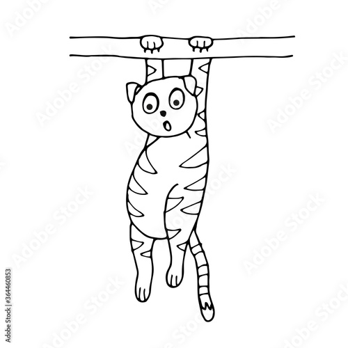 cat hanging on a branch
