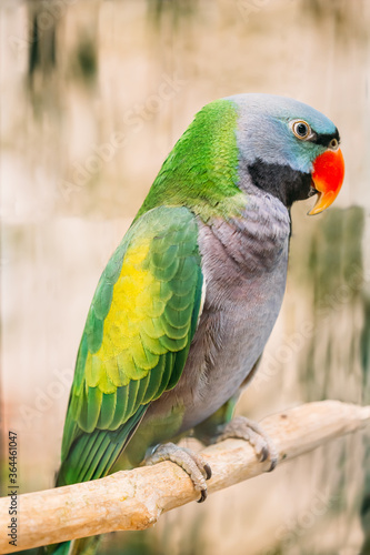 Lord Derby's Parakeet Or Psittacula Derbiana, Also Known As Derbyan Parakeet. Wild Bird In Cage photo