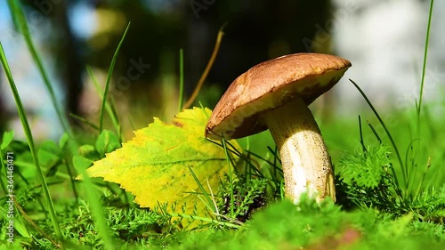 Edible mushroom podberezovik, obabok, Leccinum, illuminated by the sun, among green grass and yellow leaves