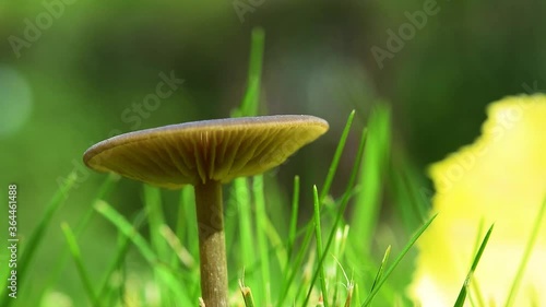 An inedible mushroom, illuminated by the sun, among green grass and yellow leaves