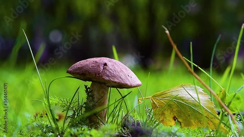 Edible mushroom podberezovik, obabok, Leccinum, illuminated by the sun, among green grass and yellow leaves