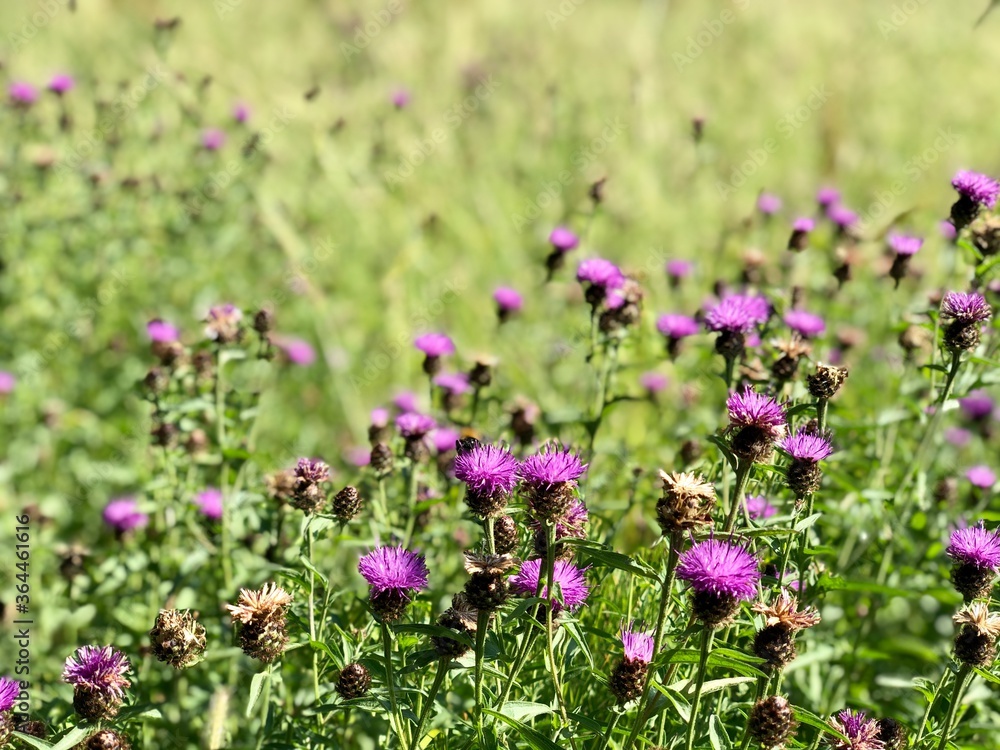 Blessed milk thistle flowers in summer meadow. Silybum marianum herbal remedy, Saint Mary's Thistle, Epping Forest Blessed milk thistle flowers in summer meadow. Silybum marianum herbal remedy, Saint Mary's Thistle, Epping Forest