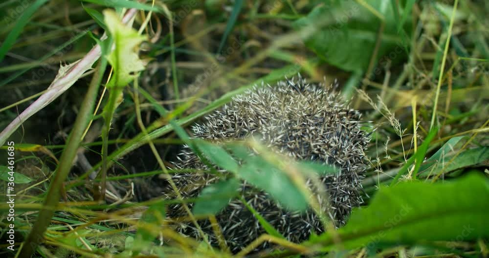 The dog found a hedgehog and is trying to bite him The dog found a hedgehog and is trying to bite him